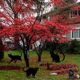 Halloween Yard Signs Stakes Outdoor Decorations - 3PCS Black Cat Lawn Decorations Signs for Garden Yard Scary Halloween Witch Decorations Outside