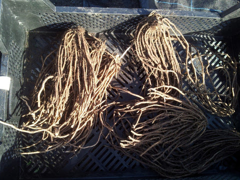 GOINSANE 6 Non-Gmo, Organic, Millennium Asparagus 2 Year Old Crown Roots