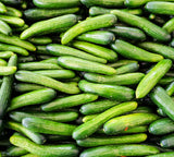 US Grown! 40+ Persian Beit Alpha (a.k.a. Lebanese) Cucumber Seeds Heirloom Non-GMO Burpless Sweet Non-Bitter and Acid Free, Crispy and Sweet, Fragrant and Delicious, Cucumis sativus, Grown in USA!