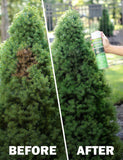 Seymour RENEW Grass and Shrub (Pristine). 1 - 20oz. Can.