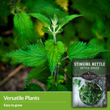 Stinging Nettle Seed for Planting - 1 Packet with Instructions to Plant and Grow Medicinal Herb Common Stinging Nettle in Your Home Herb Garden - Non-GMO Heirloom Variety - Survival Garden Seeds