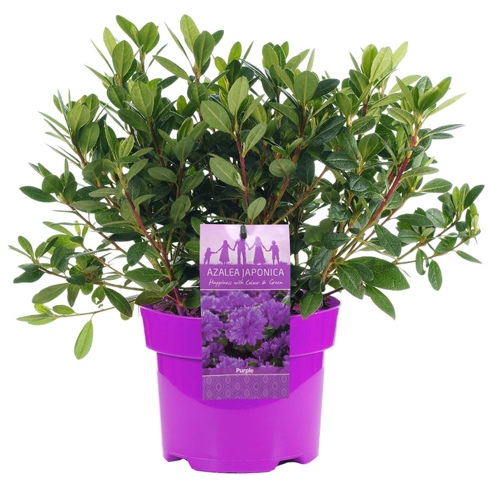 Azalea Japonica Orange |Colourful Evergreen Outdoor Garden Shrub Plant in 2L Pot