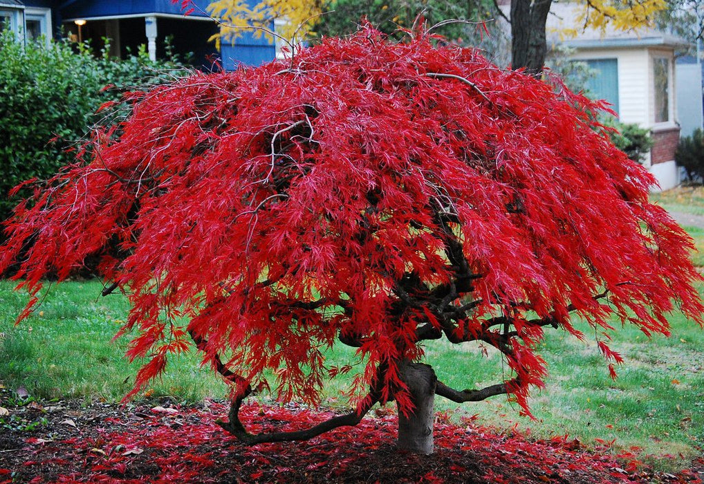 Red Laceleaf Weeping Japanese Maple Tamukeyama Tolerates Sun - Live Plant