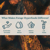 Forage Hyperfoods- Alcohol-Free Canadian Wild Chaga Superfood Liquid Supplement Mushroom Extract Tincture, Vegan, Non-GMO, Natural Immune System Booster, 118ML