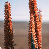 Cape Aloe Ferox Bitter Crystals