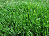 KVITER Emerald Zoysia (Zoysia Emerald) grass seeds-1/8 lb