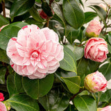 Camellia Japonica Bonomiana | Evergreen Flowering Hardy Garden Shrub in 9cm Pot