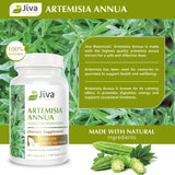 Jiva Botanicals Artemisia Annua Capsules - Sweet Wormwood Supplement - Wormwood Herb Extract from Sweet Wormwood Root - Leverage The Benefits of Wormwood Plant - 90 Capsules