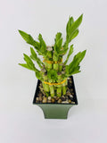 Jmbamboo - 2 Tier Lucky Bamboo - 6" & 4" Lucky Bamboos in 2 Tiers - Feng Shui - With 5'' Vase Color Moss Green
