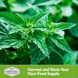 Stinging Nettle Seed for Planting - 1 Packet with Instructions to Plant and Grow Medicinal Herb Common Stinging Nettle in Your Home Herb Garden - Non-GMO Heirloom Variety - Survival Garden Seeds