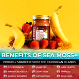 Irish Sea Moss Gel Organic Raw - Wildcrafted Superfood Seamoss Gel - Strawberry Banana Flavor, Vitamin and Mineral-Rich from Pristine Caribbean Waters, Immune and Digestive Health Support - 10 oz.