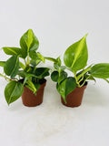JM BAMBOO Brazil Leaf Philodendron (2 Pack) 4inch pots- Great House Plants