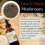 Auri Lion’s Mane Liquid Elixir - Brain Supplements for Memory and Focus with Functional Mushrooms - Lions Mane Supplement - Full Spectrum Lion's Mane Extract - No GMO, Vegan Mushroom Tincture