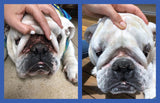 Squishface Wrinkle Paste - 2 Pack - Bulldog, French Bulldog, Pug, English Bulldog – Cleans Wrinkles, Tear Stain, Tail Pockets, and Paws – Anti-Itch Tear Stain Remover & Bulldog Wrinkle Cream, 2 Oz.