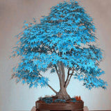 CHUXAY GARDEN Ghost Blue Maple,Acer Palmatum,Japanese Maple 10 Seeds Deciduous Shrub Hardy Tree Rare Blue Maple Striking Landscaping Plant Great for Garden and Patio