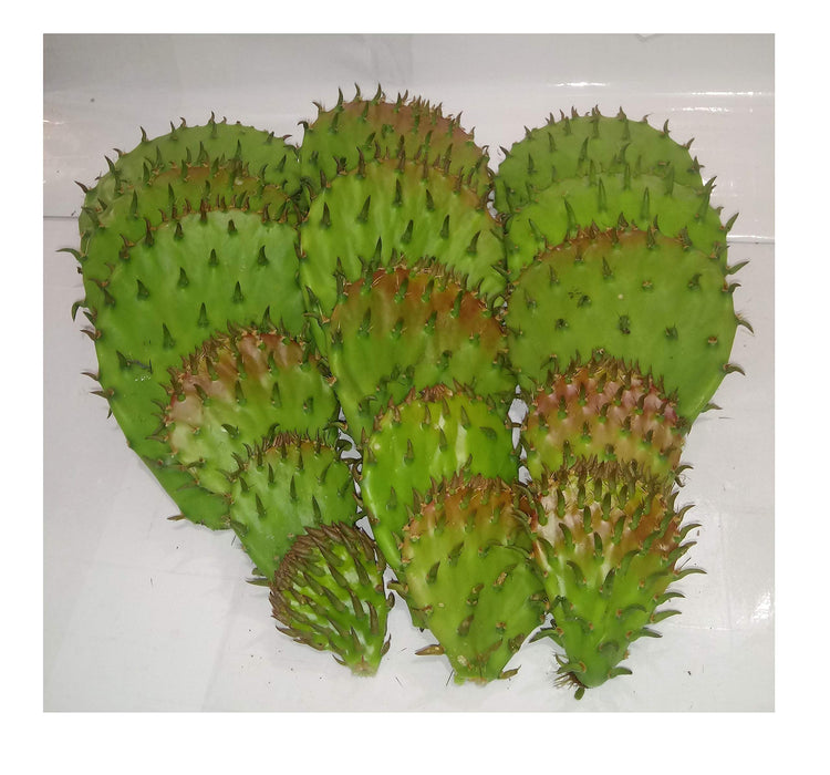 12 Oz FRESH Tortoise Turtle Iguana Reptile SUPER FOOD Spineless Opuntia Prickly Pear Cactus