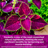 Biotest Carbolin 19 High-Performance Forskolin (30 Day Supply) 60 Softgels