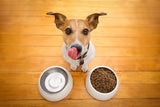 DrFormulas Probiotics for Dogs & Puppies Pets Diarrhea Treatment | Flavorless, Pre-dosed, 23 Premium Nexabiotic Probiotic for Pets with Saccharomyces Boulardii, Lactobacillus Acidophilus, 30 Doses