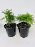Two Fern Leaf Plumosus Asparagus Fern 4.5" Unique Design Pot - Easy to Grow - Great Houseplant from Jm Bamboo