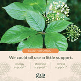 Gaia Herbs Eleuthero Root - Energy, Stamina & Mental Endurance Support - Eleuthero Root (Siberian Ginseng) Adaptogen Herbal Supplement - 60 Vegan Liquid Phyto-Capsules (30-Day Supply)
