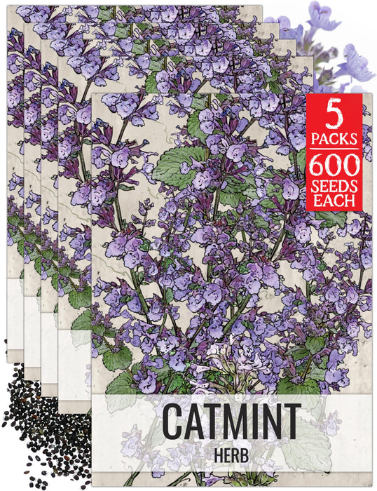 Seed Needs Catmint Seeds for Planting an Indoor/Outdoor Herb Garden - Non-GMO Heirloom & Untreated Herbal Plants - Great for Cats Nepeta mussinii (5 Packs)