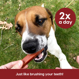 Ark Naturals Protection+ Brushless Toothpaste, Dog Dental Chews for Large Breeds, Prevents Plaque & Tartar, Freshens Breath, 54oz, 1 Pack, Red, 54 Ounce (Pack of 1)