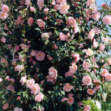 Camellia Japonica Bonomiana | Evergreen Flowering Hardy Garden Shrub in 9cm Pot