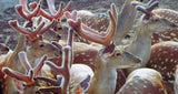 Dragon Herbs - Deer Placenta Capsules - 60 Capsules, 500 mg Each