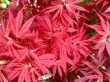 Pixie Dwarf Japanese Maple 2 - Year Live Tree