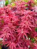 Pixie Dwarf Japanese Maple 2 - Year Live Tree