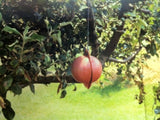 Disposable Apple Maggot Trap Kit 25 Apples, 25 Wire Holders, Two cans of Adhesive.