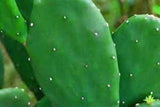 12-Oz Fresh Tortoise Turtle Iguana Reptile Super Food Spineless Opuntia Prickly Pear Cactus