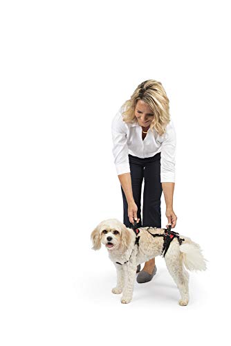 PetSafe CareLift Support Harness - Full Body Dog Lift Harness with Handle & Shoulder Sling - Great for Elderly Dogs, Hip Dysplasia, ACL Surgery - Designed to Help Them Up - Adjustable - Small