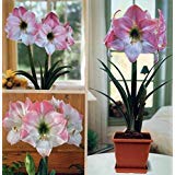 Amaryllis Kit: Apple Blossom + Plastic Pot & Soil - 26/28 cm Bulb - Netherland