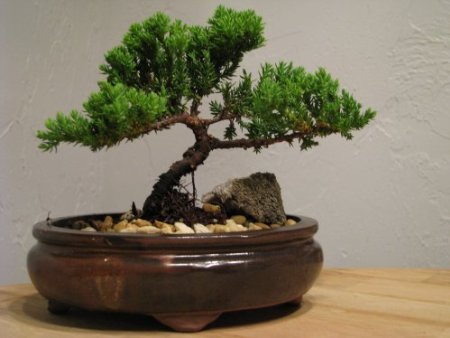 9GreenBox Bonsai Juniper Tree - Japanese Art Live House Plants for Indoor and Outdoor Garden - Dwarf Trees in Container Pot for Home and Office Decor - Best Gift for Mothers Day, Christmas - 4 Pounds