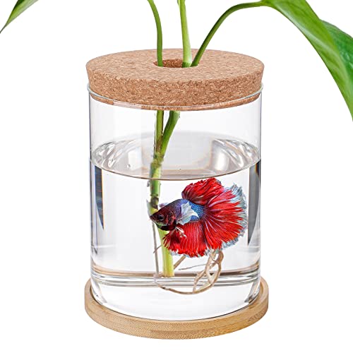 Betta Fish Tank - Mini Bowls for Beta Fish, Aquaponic Fish Tank Clear Hydroponic Plant Terrarium for Promoted Ecosphere Aquatic Ecosystem - 6.7" H * 4.7" D