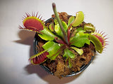 Adult Sized Venus Flytrap - Fly Trap - (Dionaea Muscipula) Carnivorous Plant 3 inch Pot