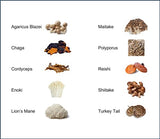 Jetsu Organic Mushroom 10 Blend Extract Powder - Everyday Dose Mushroom Supplement, Agaricus, Chaga, Cordyceps, Enoki, Lions Mane, Maitake, Polyporus, Reishi, Shiitake, Turkey Tail Mushrooms