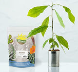 Avocado Tree Potting Soil Mix (12 Quarts), for Germinating, Growing and Repotting Avocado Plants