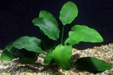 3 Aquatic Plants Bundle | Live Plants for Freshwater Aquariums (3 X Anubias VAR Nana Plants)