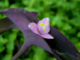 5 Cuttings Purple Heart Wandering Jew - Tradescantia Pallida Purpurea Plant