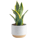 Costa Farms Snake Plant, Easy Care Live Indoor Plant in Décor Planter, Beautiful Clean Air Purifying Houseplant, Boho Home and Room Décor, Housewarming Gift, 8-Inches Tall