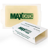 Pest Glue Trap by Catchmaster - 36 Boards Pre-Baited, Ready to Use Indoors. Rodent Mouse Rat Insect Sticky Adhesive Simple Easy Simple Non-Toxic - Made in the USA