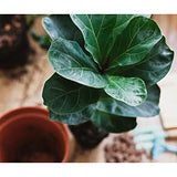 Premium Fiddle Leaf Fig Tree Soil (12 Quarts) - Expert Formula for Vibrant Growth - Nutrient-Rich Potting Mix, Specifically Designed for Healthy Indoor, Outdoor, and Potted Fiddle Fig Plants