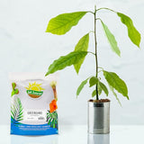 Greensand Soil Additive (5 Pounds); Special Container Gardening Additive