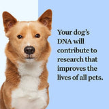 Wisdom Panel Breed Discovery Dog DNA Kit: Most Accurate Dog Breed Identification, Test for 365+ Breeds, MDR1 Health Test, Ancestry, Relatives