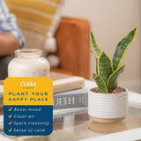 Costa Farms Snake Plant, Easy Care Live Indoor Plant in Décor Planter, Beautiful Clean Air Purifying Houseplant, Boho Home and Room Décor, Housewarming Gift, 8-Inches Tall