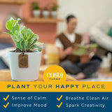 Costa Farms Live House Plants (6 Pack), Easy Grow Houseplants, Potted in Indoor Garden Plant Pots, Grower's Choice Clean Air Purifier Planter Set, Potting Soil Mix, Gift for Home and Office Decor