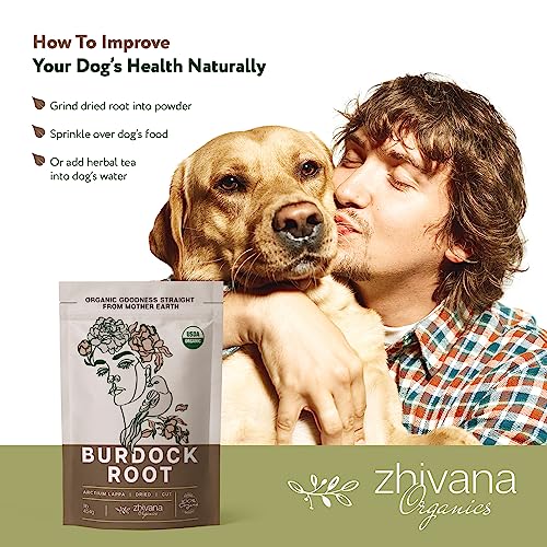 Zhivana Organics Burdock Root Organic Tea – Liver Cleanse Tea Dry Burdock Tea Organic, Burdock Roots Bulk, Everyday Liver Detox Tea Organic, Diuretic Tea for Water Retention