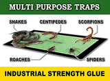 MAXGUARD Extra Large Insect Traps | Non-Toxic Extra Sticky Pre-Baited Glue Boar (8 Traps)